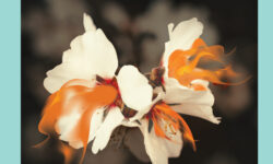 Beremo: Dežela drugih