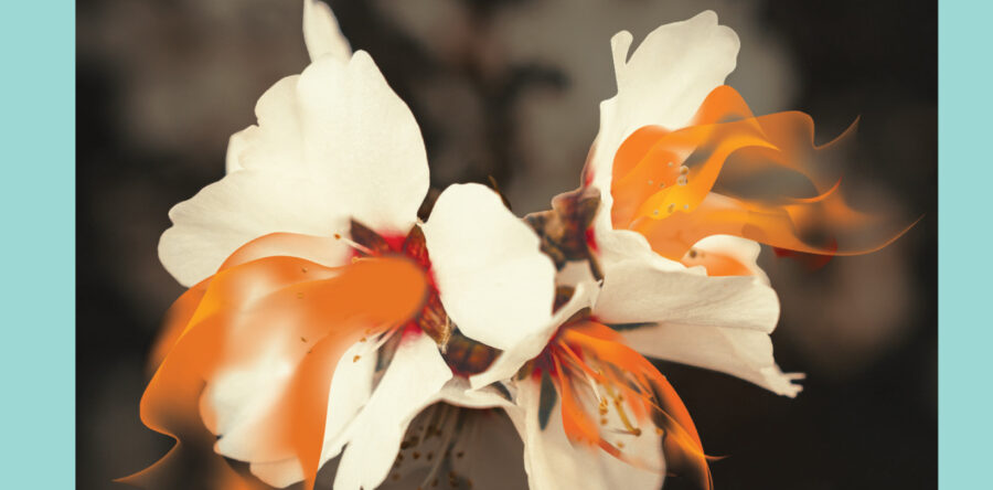 Beremo: Dežela drugih